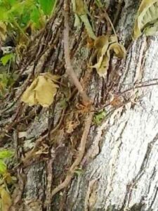 Horticultural Vinegar for Weed Control, Part 2 Image